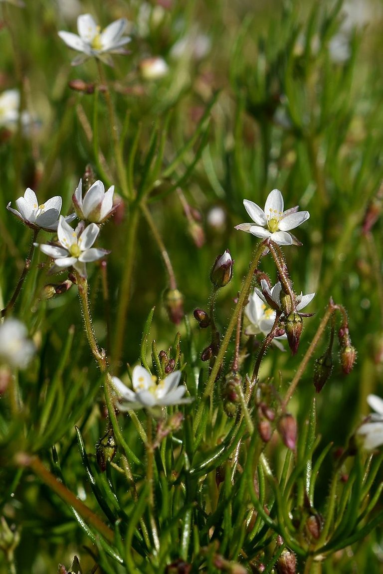 Spergula arvensis white wildflower 5.jpg