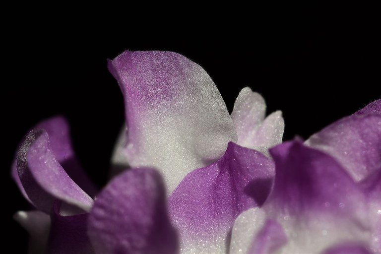African Violet white-purple 2022 3.jpg