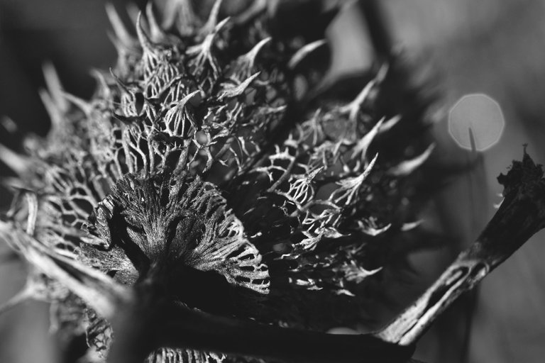 Datura stramonium drystuff bw 5.jpg