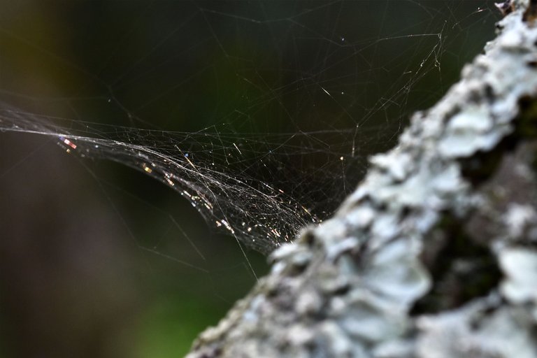 spiderweb lichen.jpg