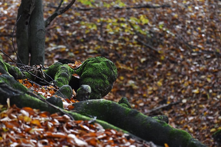 Autumn shire forest 10.jpg