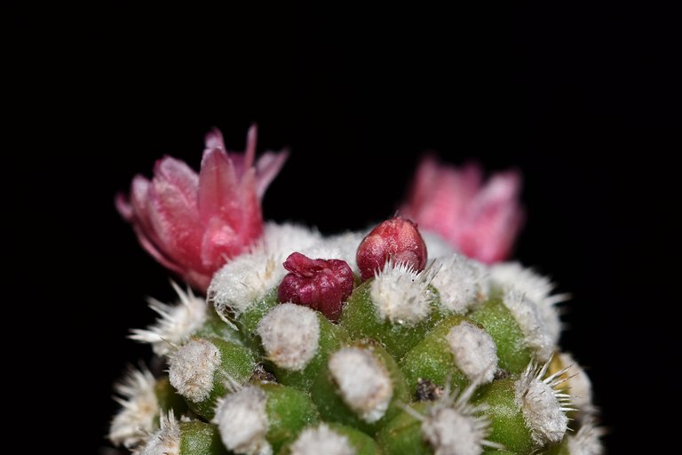 Mammillaria gracilis Arizona Snowcap 2021 2.jpg