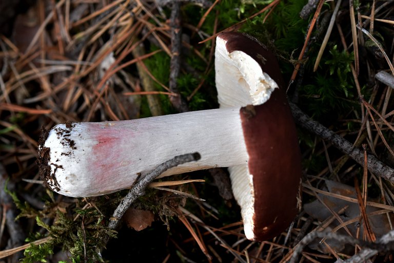 Russula purple mushrom pl 6.jpg