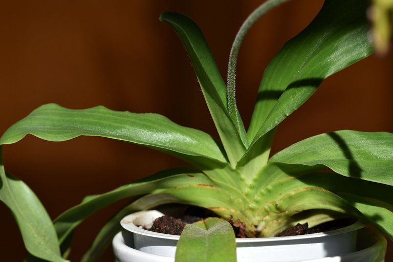 paphiopedilum pinocchio 1.jpg