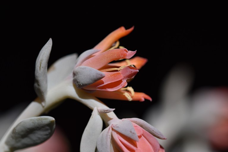 Echeveria runyonni 'Topsy Turvy' 1.jpg