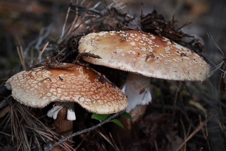 amanita mushrooms spots pl  7.jpg