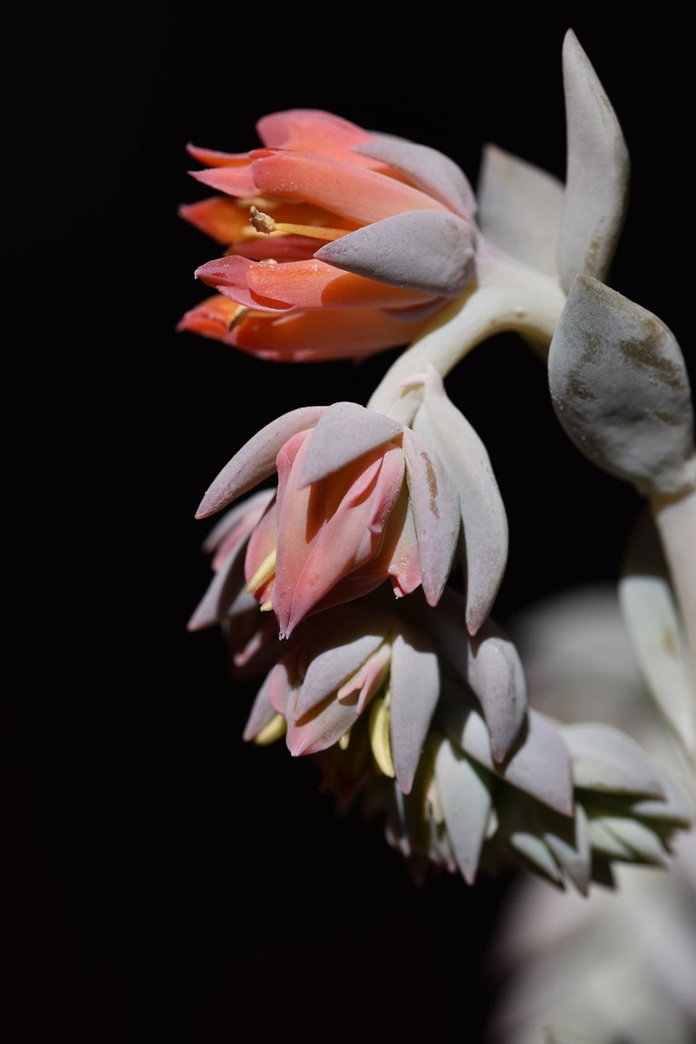 Echeveria runyonni 'Topsy Turvy' 3.jpg