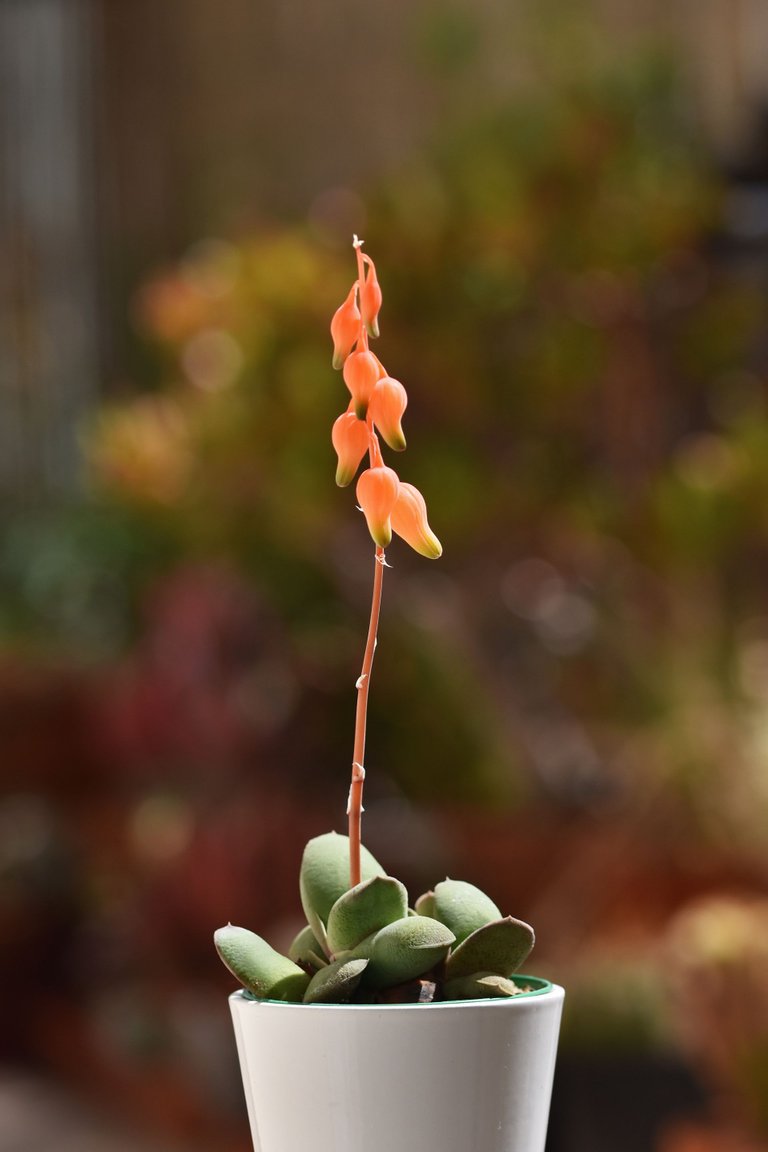 Gasteria glomerata flower 1.jpg