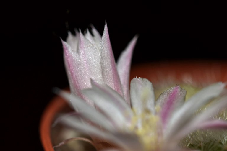 Rebutia Albiflora flower 2021 7.jpg