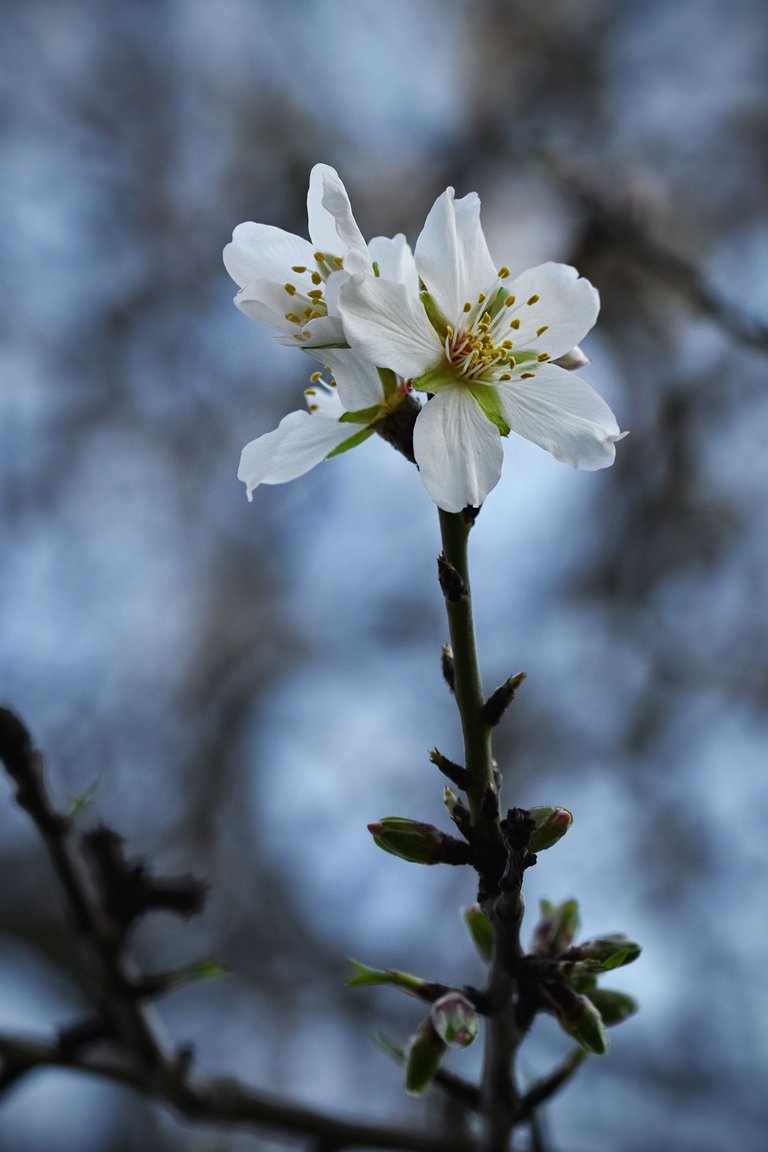 Almond blossom jan  8.jpg