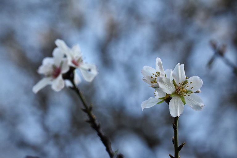 Almond blossom jan  9.jpg
