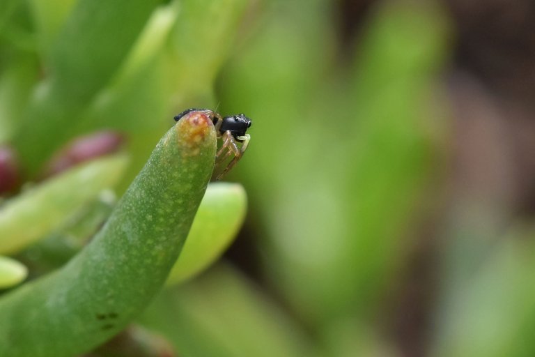 black jumping spider ice plant 8.jpg