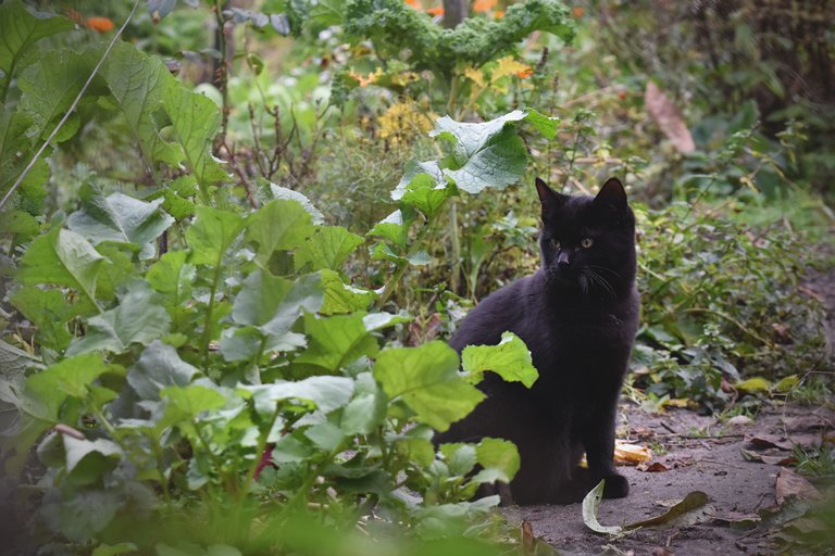 black kitty garden.jpg
