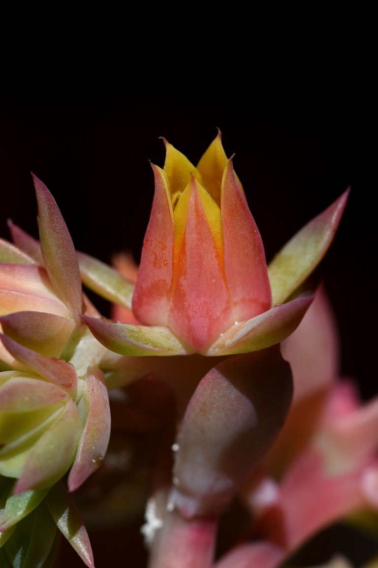 Echeveria Mandala flower 11.jpg