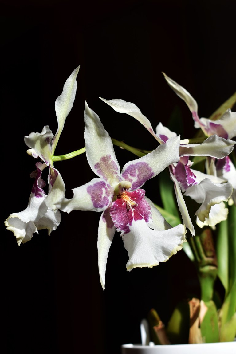 Beallara Tahoma Glacier 2.jpg