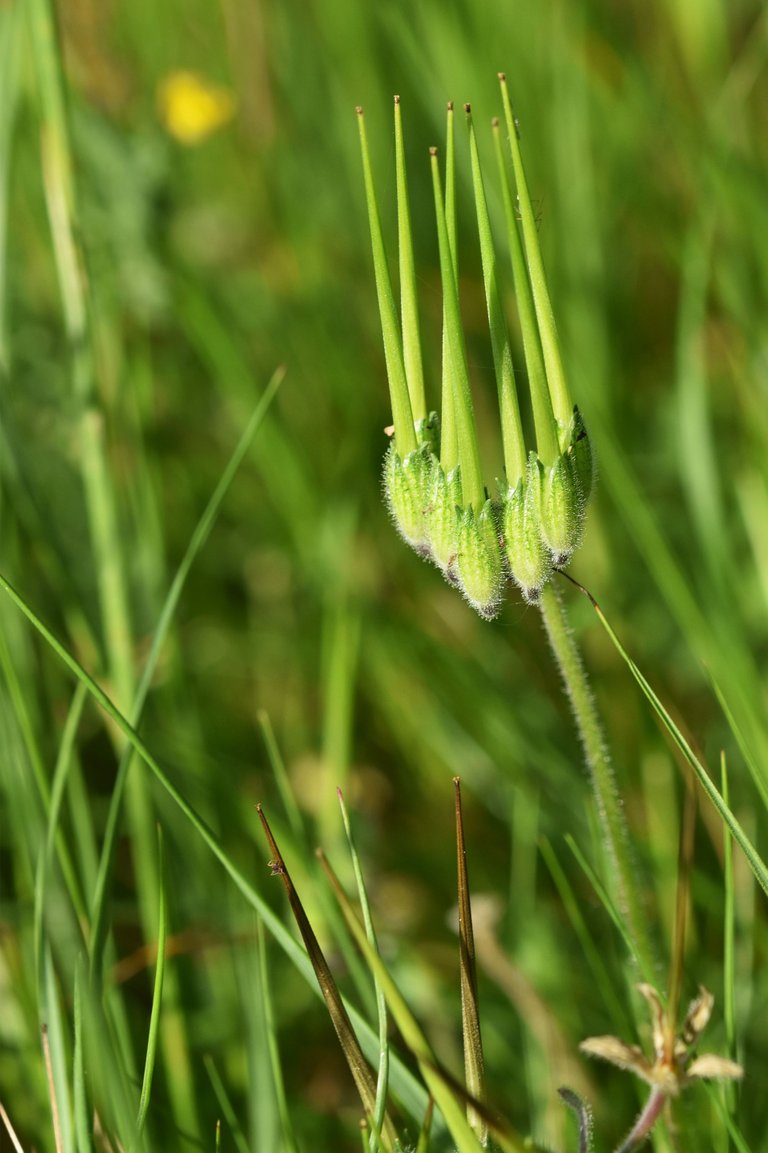 wild geranium seedpods 1.jpg