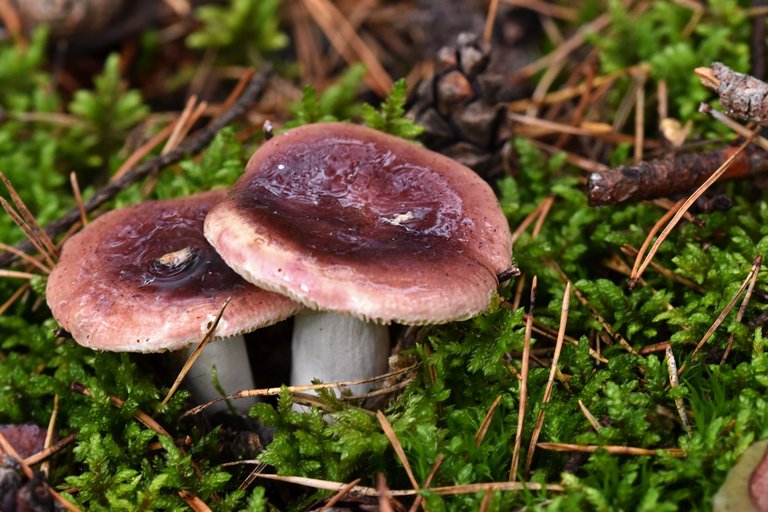 wet mushrooms 2.jpg