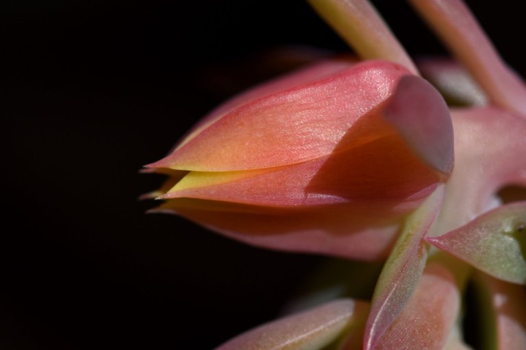 Echeveria Mandala flower 12.jpg