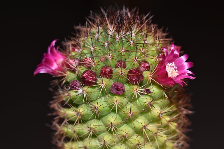 Mammillaria Backebergiana 2025 4.jpg