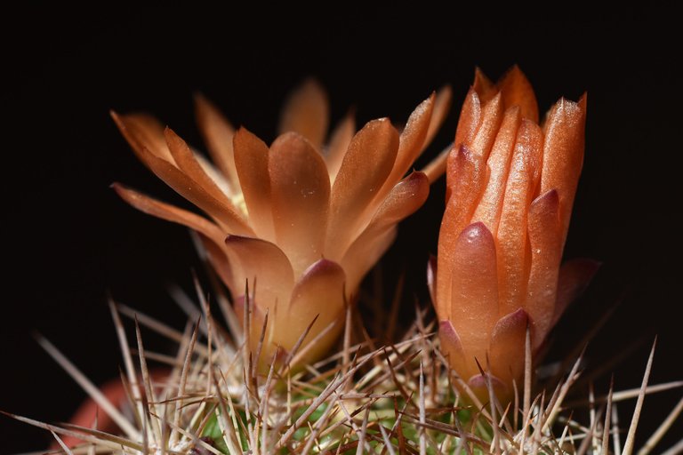 Rebutia neocumingii flower 2021 8.jpg