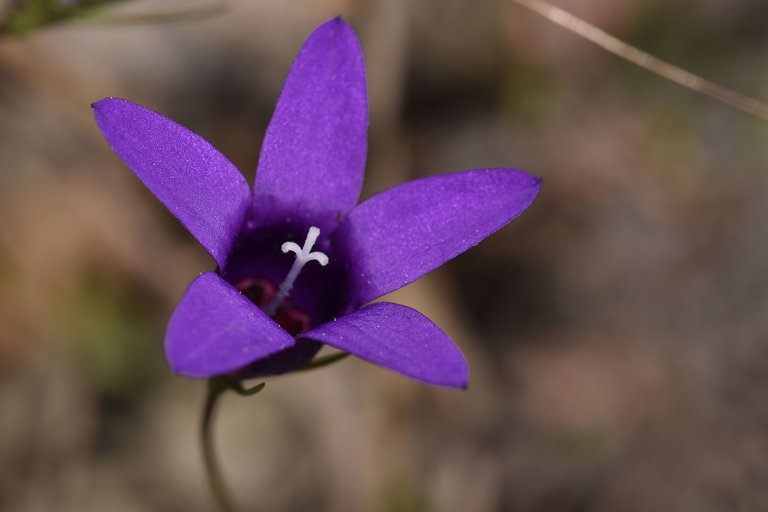 Campanula lusitanica blue flower 5.jpg