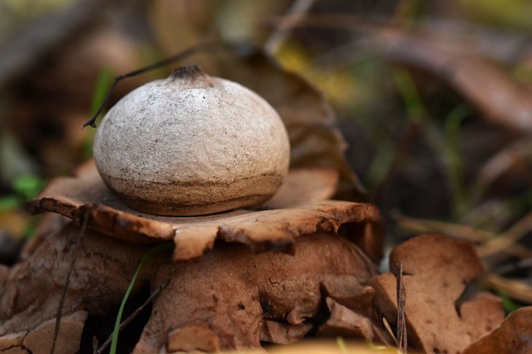 geastrum earthstar mushroom pl 11.jpg