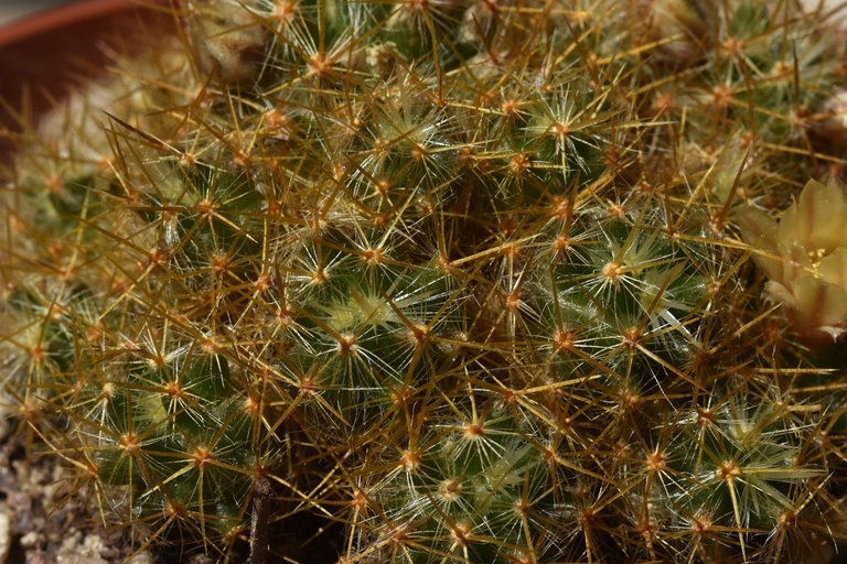 Green mammillaria prolifera 2021 5.jpg