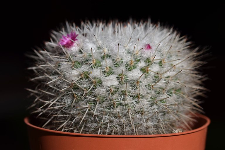 mammillaria dark spines 2024 4.jpg