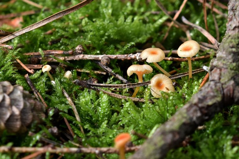 tiny orange mushrooms forest pl 2.jpg