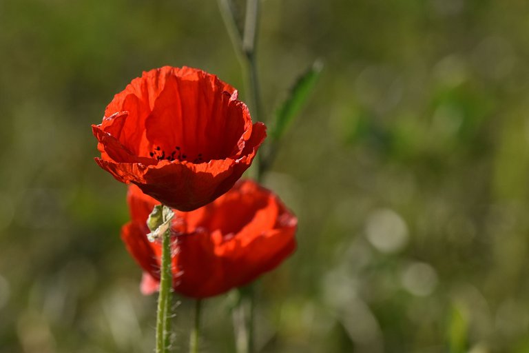 poppies park 4.jpg