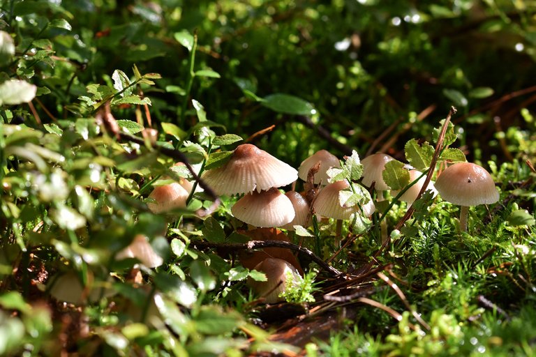 moss mushrooms pl 2.jpg