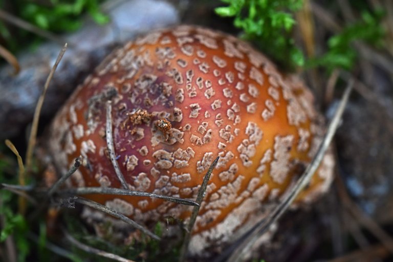 amanita mushrooms spots pl  8.jpg