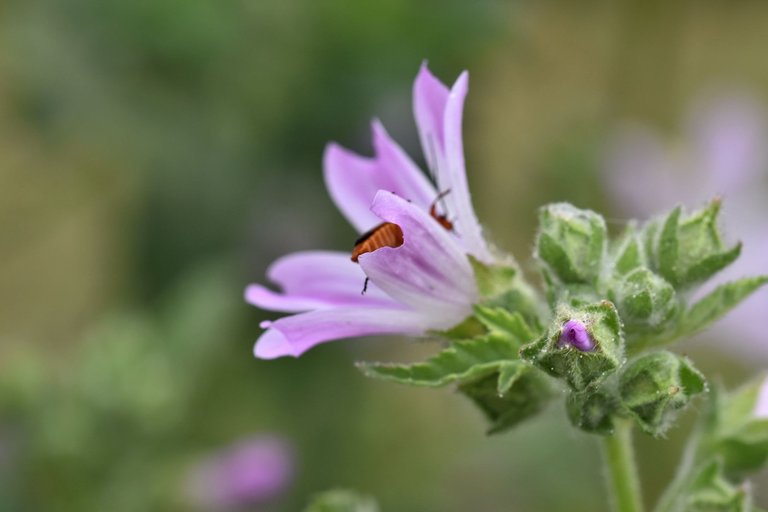 malva sylvestris Rhagonycha fulva beetle 4.jpg