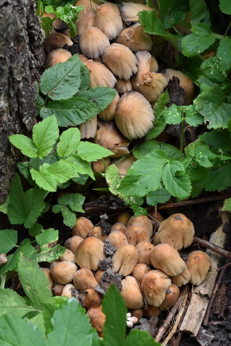 mushrooms applee tree pl 2.jpg