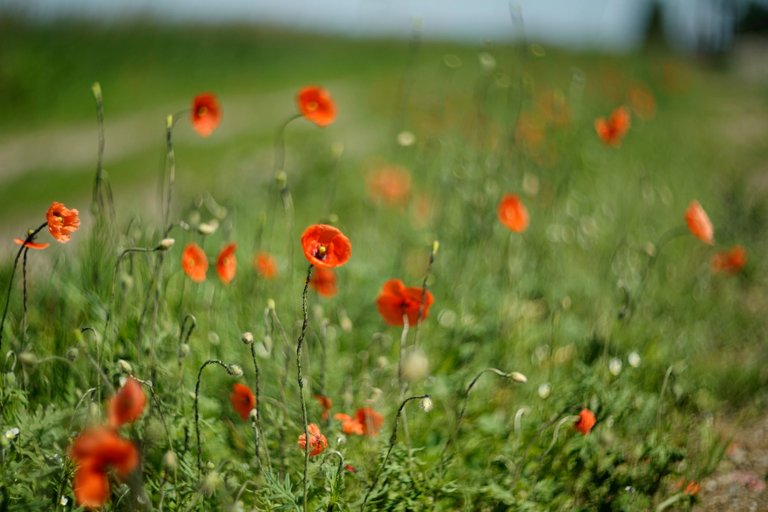 poppy helios bokeh pl 4.jpg