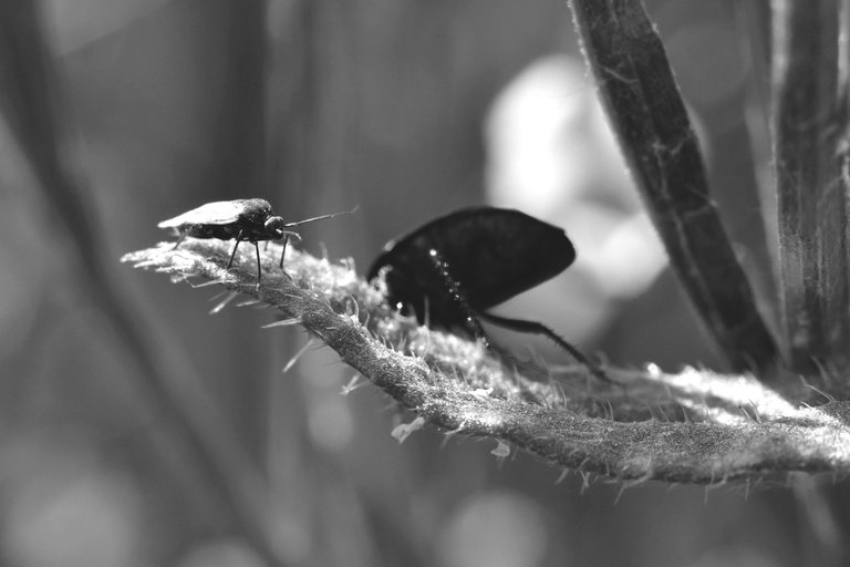 bugs grasses bw 1.jpg