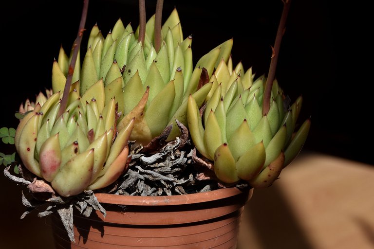 Echeveria Agavoides 2023 10.jpg