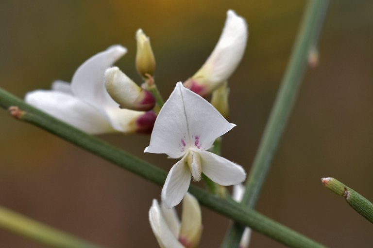 Retama monosperma bridal broom flowers 6.jpg