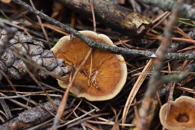 brown mushroom pl 1.jpg