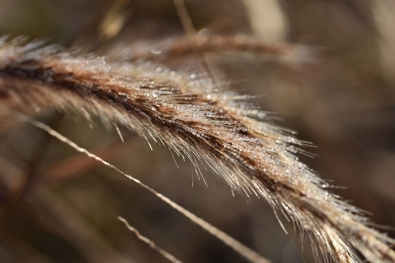 dry grass flower waterdrops 9.jpg