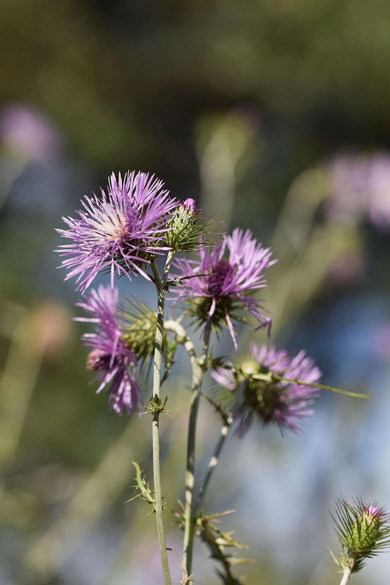 Giant thistle park 6.jpg