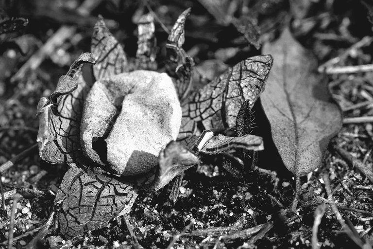 Astraeus star mushrooms bw 4.jpg