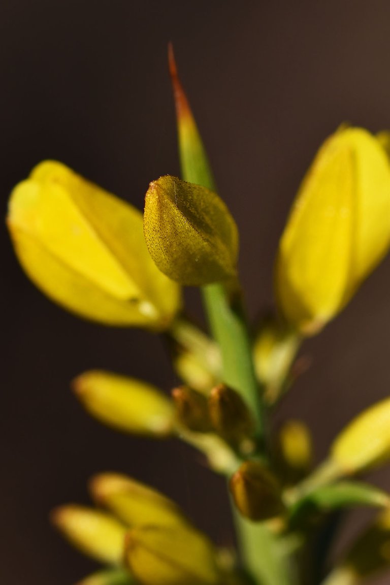 Gorse bush ulex buds 4.jpg