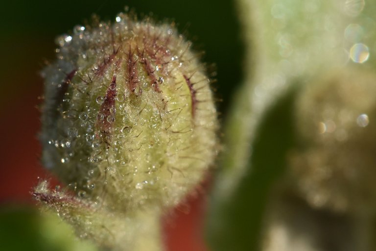 Hairy bud waterdrops maro 2.jpg