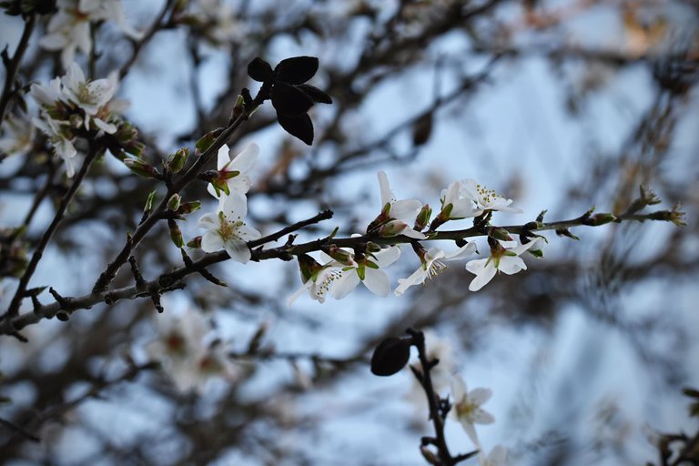 Almond blossom jan  10.jpg