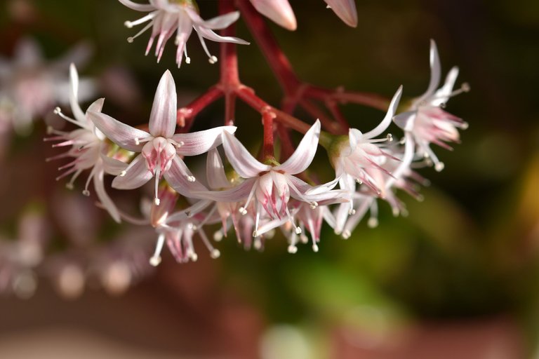 Crassula ovata flowers 2022 9.jpg