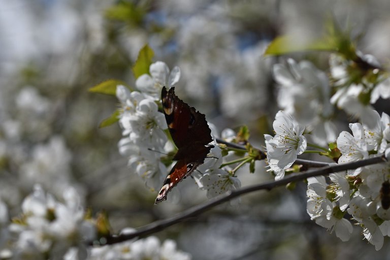 cherry blossoms pl 5.jpg