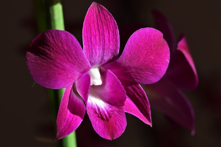 Dendrobium Phal Purple Happiness 7.jpg