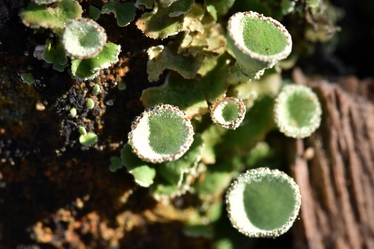 Cladonia lichen cups mountain 5.jpg