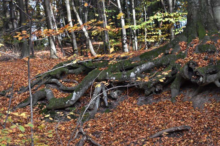 Autumn shire forest 12.jpg
